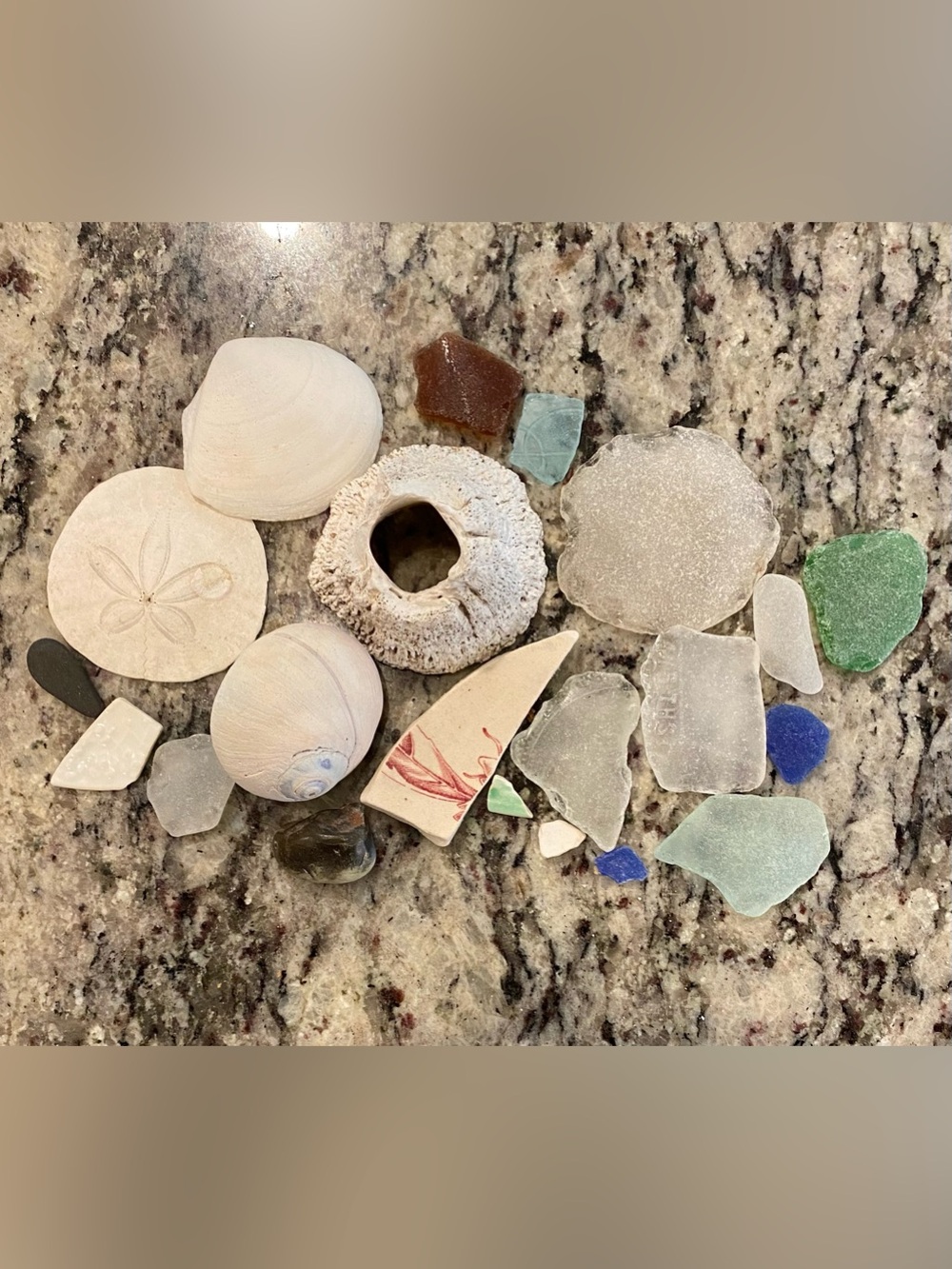 Variety of Beach Trinkets Pacific Northwest Sand Dollar Barnacle Glass Pottery